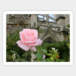 Paris Notre Dame de Paris Pink Rose Bush Sticker